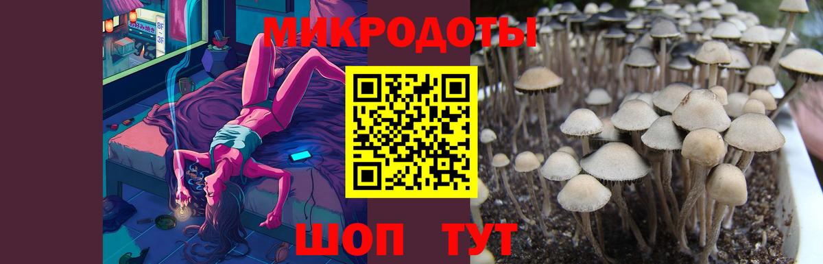 Псилоцибиновые грибы Psilocybine cubensis Дятьково